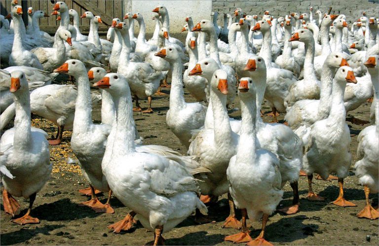 JUN NA SOMBORSKIM SALAŠIMA – Ravnoplov